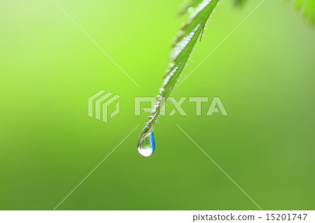 Drop of Himee furo leaves 15201747