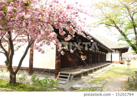 Double cherry-blossoms at Gango-ji 15201764