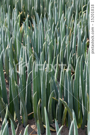 Onegiri (up) 15201818