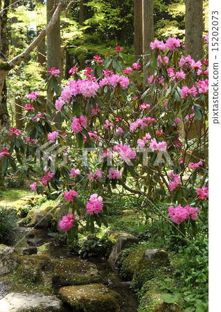 Sanzenjin's flower and stone Buddha Sanzenjin's flower and stone Buddha 15202073