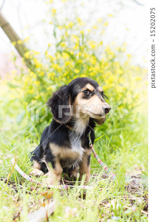 馬克思的油菜田 馬克思的油菜田 15202075