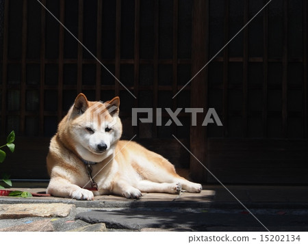 Shiba Inu takes a break 15202134