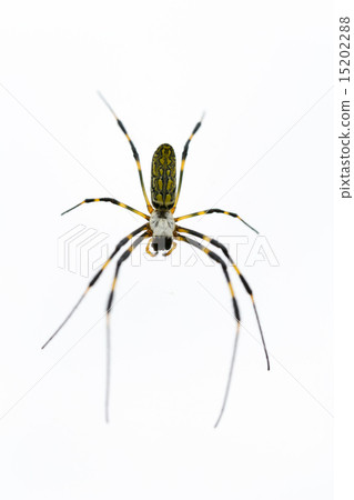 Nephila spider 15202288