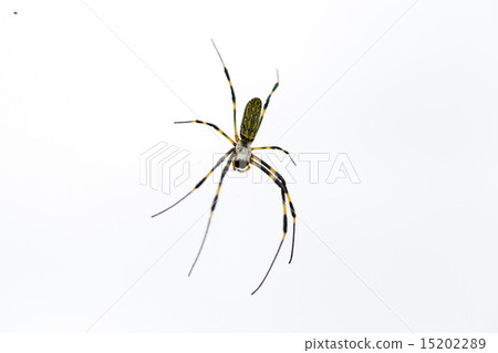 Nephila spider 15202289