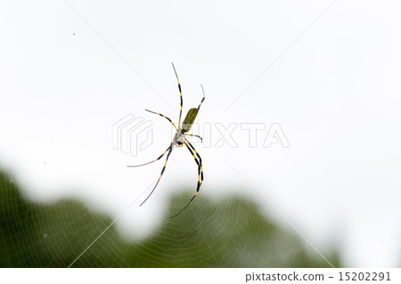 Nephila spider 15202291