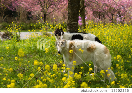 兄弟博佐 15202326