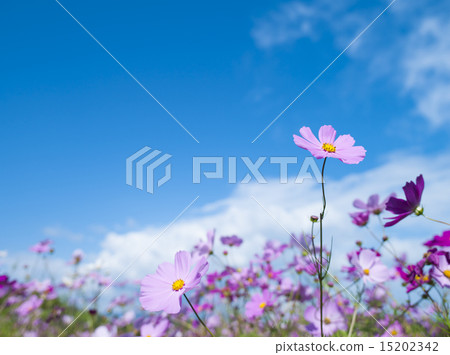 宇宙（空袋） 15202342