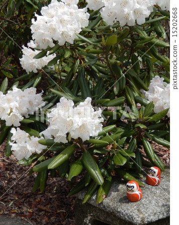 Katsuoji - Omikuji Dharma and Shiroshi 15202668