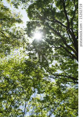 Nakano peaceful forest park living in forest park growing from fresh green tree tree leaking sunlight Nakano peaceful forest park living in forest park growing from fresh green tree tree leaking sunlight 15202719
