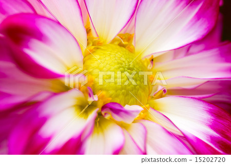 Dahlia closeup varieties (Kazusa Huchun) Dahlia closeup varieties (Kazusa Huchun) 15202720