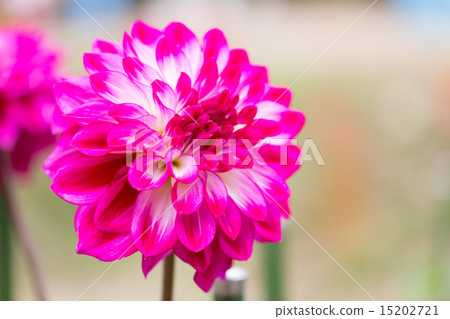 Dahlias variety (Kazusa Hu Spring) Dahlias variety (Kazusa Hu Spring) 15202721