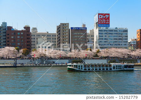 Sakura park full of cherry blossoms and a pleasure boat of Sumida river · irrigation Sakura park full of cherry blossoms and a pleasure boat of Sumida river · irrigation 15202779