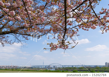 Arakawa Tsutsumi Five Colors Cherry Blossoms · Hanakasakura and Tokyo Sky Tree Arakawa Tsutsumi Five Colors Cherry Blossoms · Hanakasakura and Tokyo Sky Tree 15202784