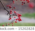 Nanakamado 15202828