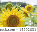 sunflower	 15202831
