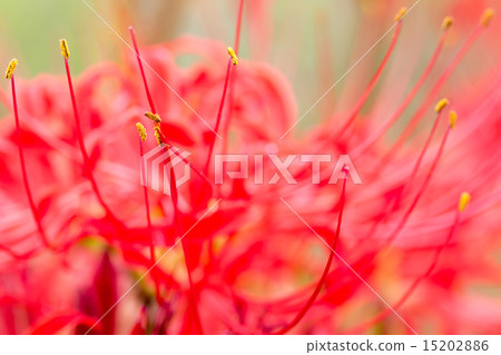 群集孤挺花 15202886