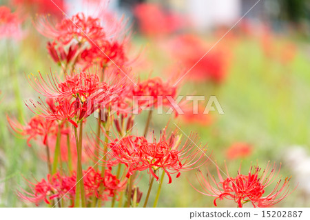 群集孤挺花 15202887