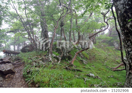 苔蘚深的跑道 15202906