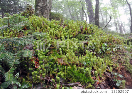 苔蘚深的跑道 15202907