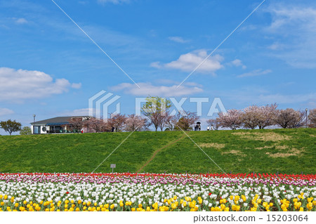 Colorful tulip field and blue sky blooming on riverbed of urban agriculture park Colorful tulip field and blue sky blooming on riverbed of urban agriculture park 15203064