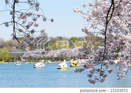 在上野公園的Shinobazu池塘盛開的休閒船上的櫻花觀賞者 在上野公園的Shinobazu池塘盛開的休閒船上的櫻花觀賞者 15203072