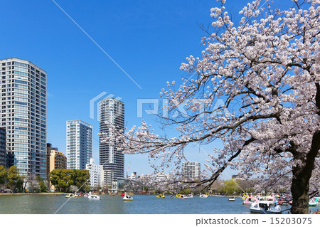 在上野公園的Shinobazu池塘盛開的休閒船上的櫻花觀賞者 在上野公園的Shinobazu池塘盛開的休閒船上的櫻花觀賞者 15203075