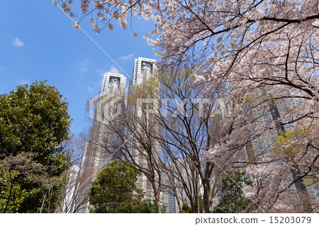 Shinjuku Central Park's full bloom Kaiyoshino and the Tokyo Metropolitan Government building 15203079