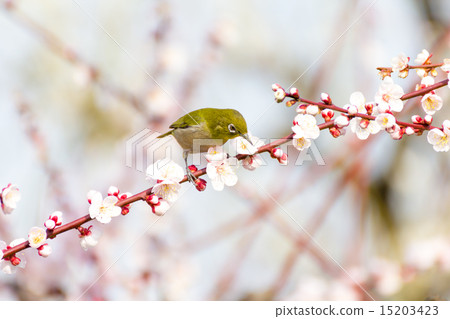 Mejiro on white plum 15203423