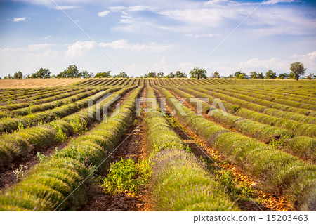 Harvested lavender field Harvested lavender field 15203463