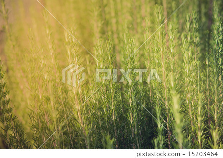 Fresh rosemary herb growing Fresh rosemary herb growing 15203464
