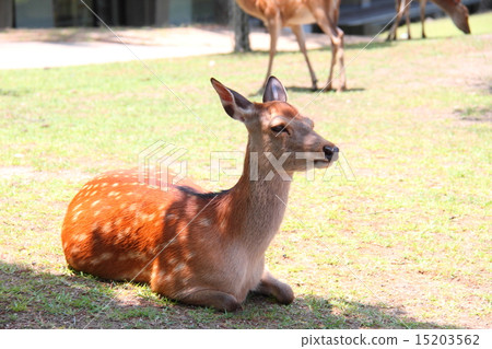 Deer 45 Deer 45 15203562