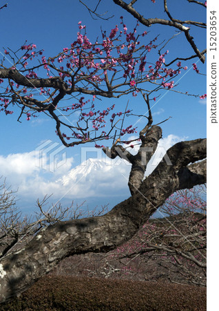 岩本山的梅富士 15203654