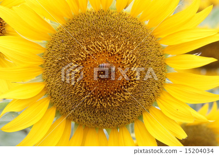 Sunflower Up Picture 15204034