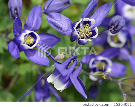 Odamaki (rings) Odamaki (rings) 15204091