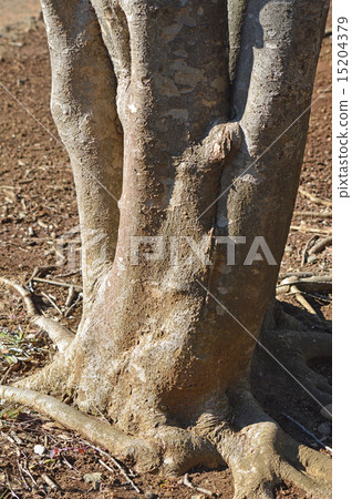 Yamabote(山地律師) Yamabote(山地律師) 15204379