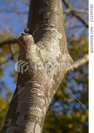 Yamabote（山地律師） 15204380