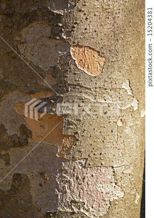 Yamabote（山地律師） 15204381