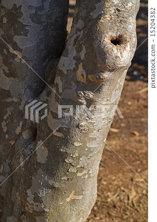 Yamabote（山地律師） 15204382