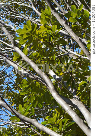 Yamabote（山地律師） 15204383