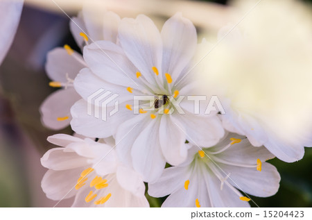 Ants lining in honey of Lewycia 15204423