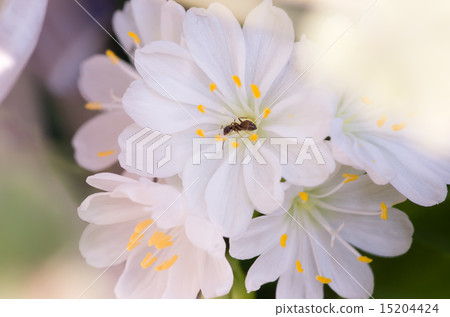 Leucias and ants 15204424