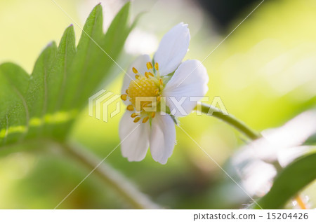 野草莓花 15204426