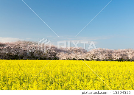 Cherry blossoms and rape fields Cherry blossoms and rape fields 15204535