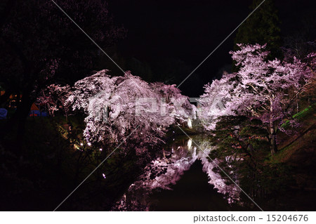 Cherry blossoms at Ueda castle at night Cherry blossoms at Ueda castle at night 15204676