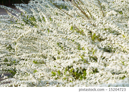 Yukiyanagi in full bloom 15204723