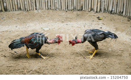Cockfighting 15204750