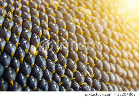close-up view of sunflower seeds 15204802