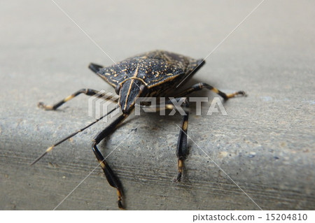 Rabbit bug Rabbit bug 15204810