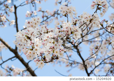 Cherry Blossoms	 15204920