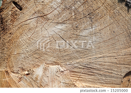 texture of fresh cut logs 15205000